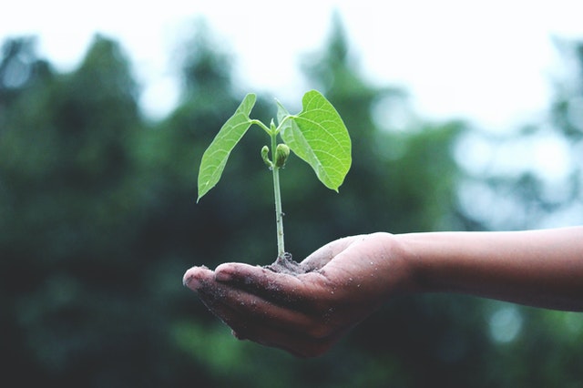 Nurturing a plant